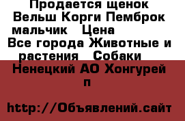 Продается щенок Вельш Корги Пемброк мальчик › Цена ­ 65 000 - Все города Животные и растения » Собаки   . Ненецкий АО,Хонгурей п.